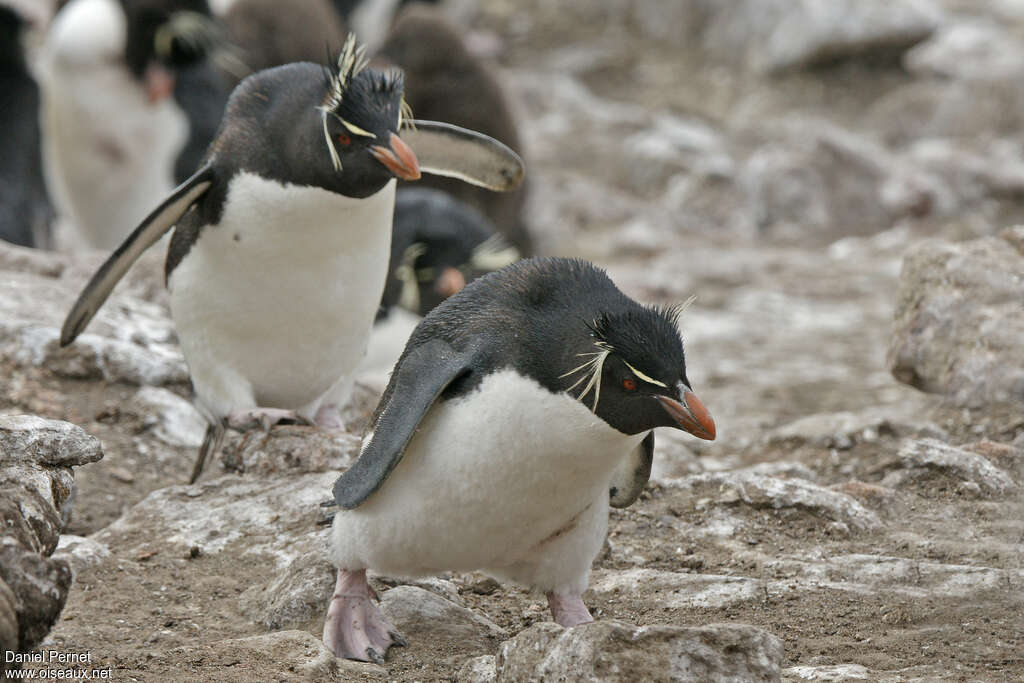 Southern Rockhopper Penguinadult, walking