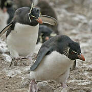 Southern Rockhopper Penguin