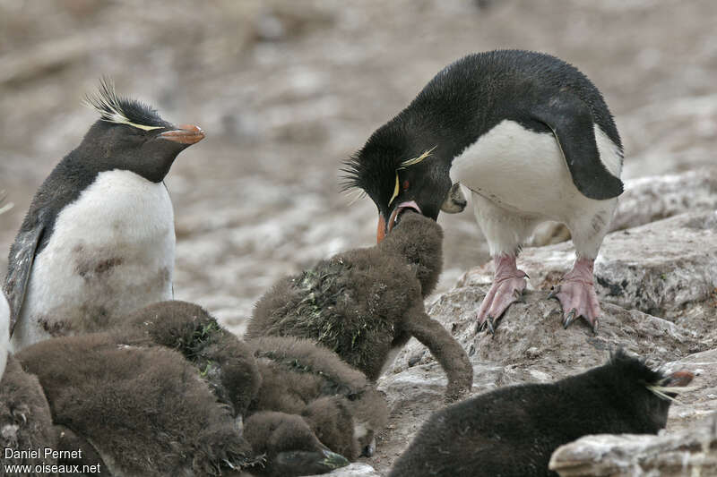 Southern Rockhopper Penguin, eats