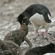 Southern Rockhopper Penguin