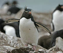 Southern Rockhopper Penguin