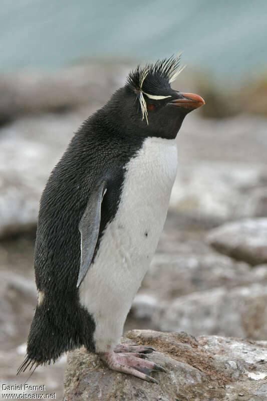 Southern Rockhopper Penguinadult breeding, identification