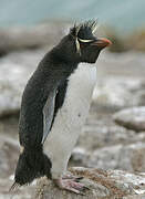 Southern Rockhopper Penguin