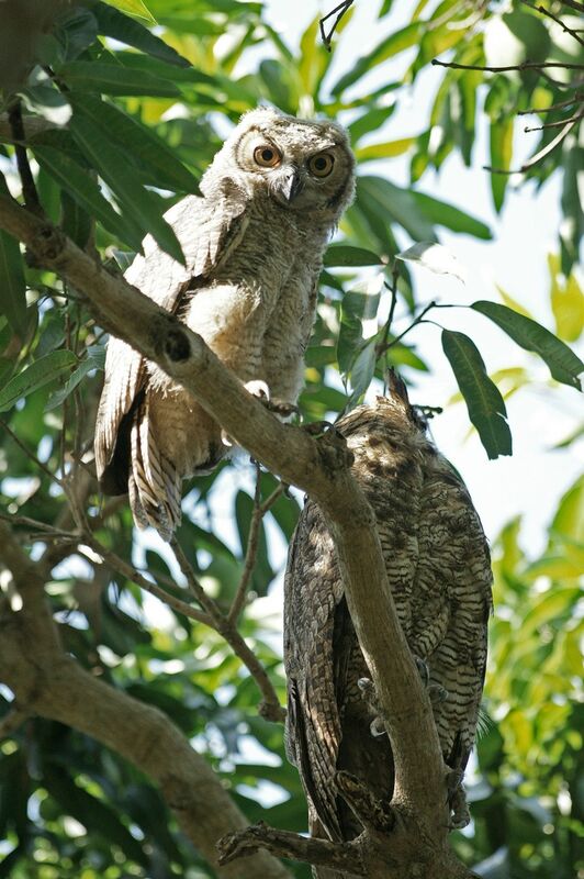Great Horned Owlimmature, identification, Behaviour