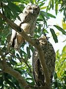 Great Horned Owl