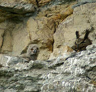 Eurasian Eagle-Owl