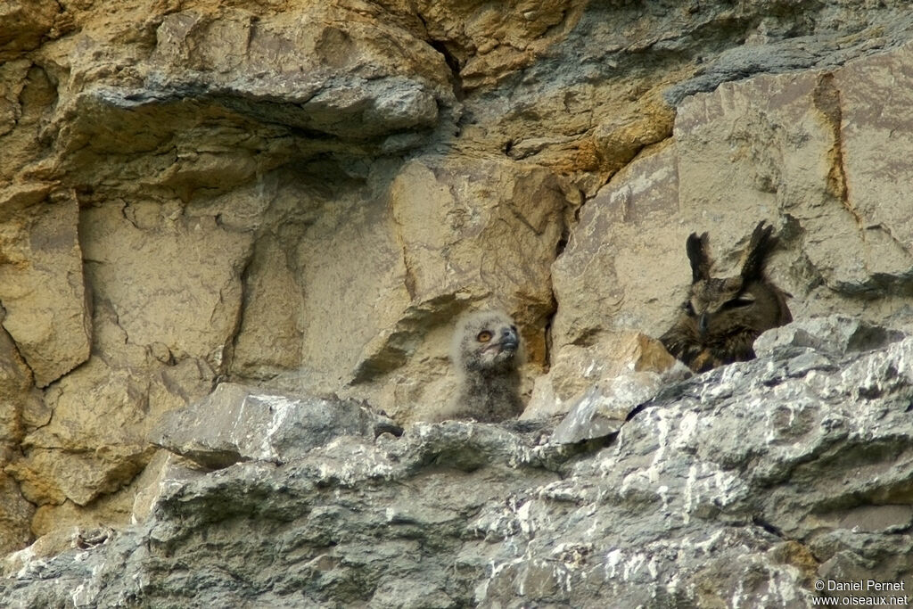 Eurasian Eagle-Owl, identification, Reproduction-nesting