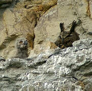 Eurasian Eagle-Owl