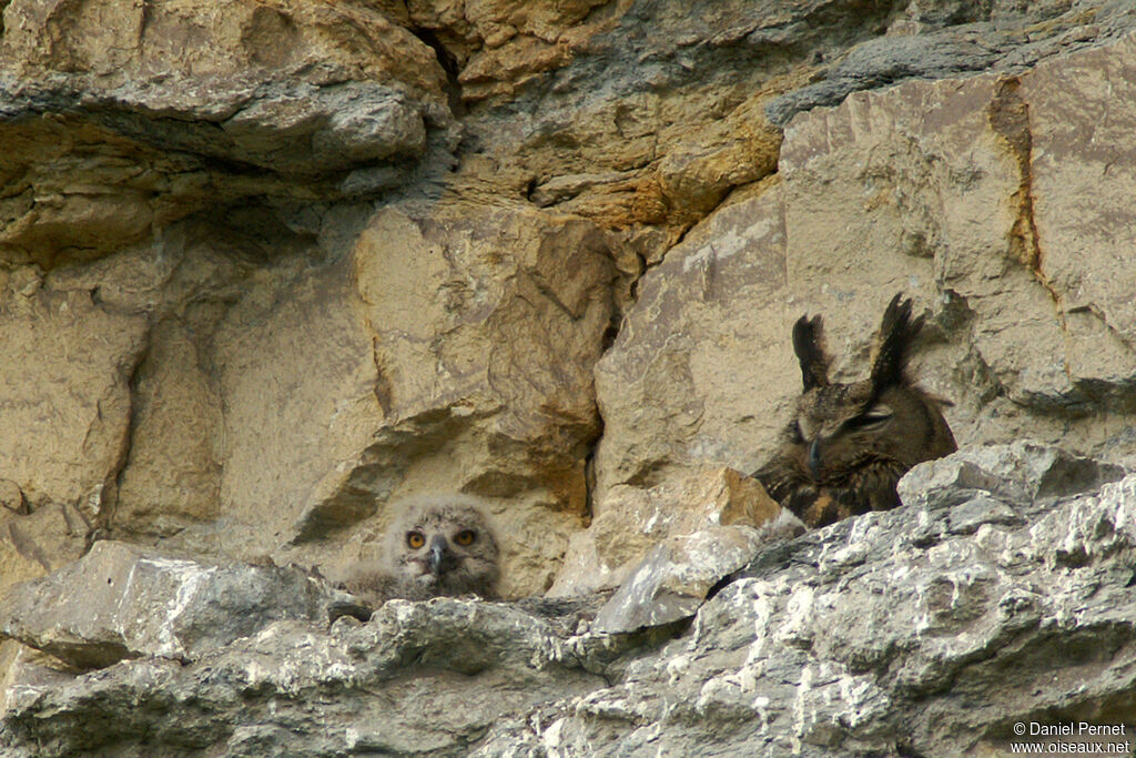 Eurasian Eagle-Owl, identification, Reproduction-nesting