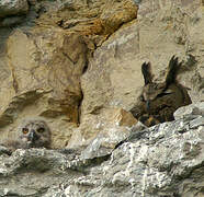 Eurasian Eagle-Owl