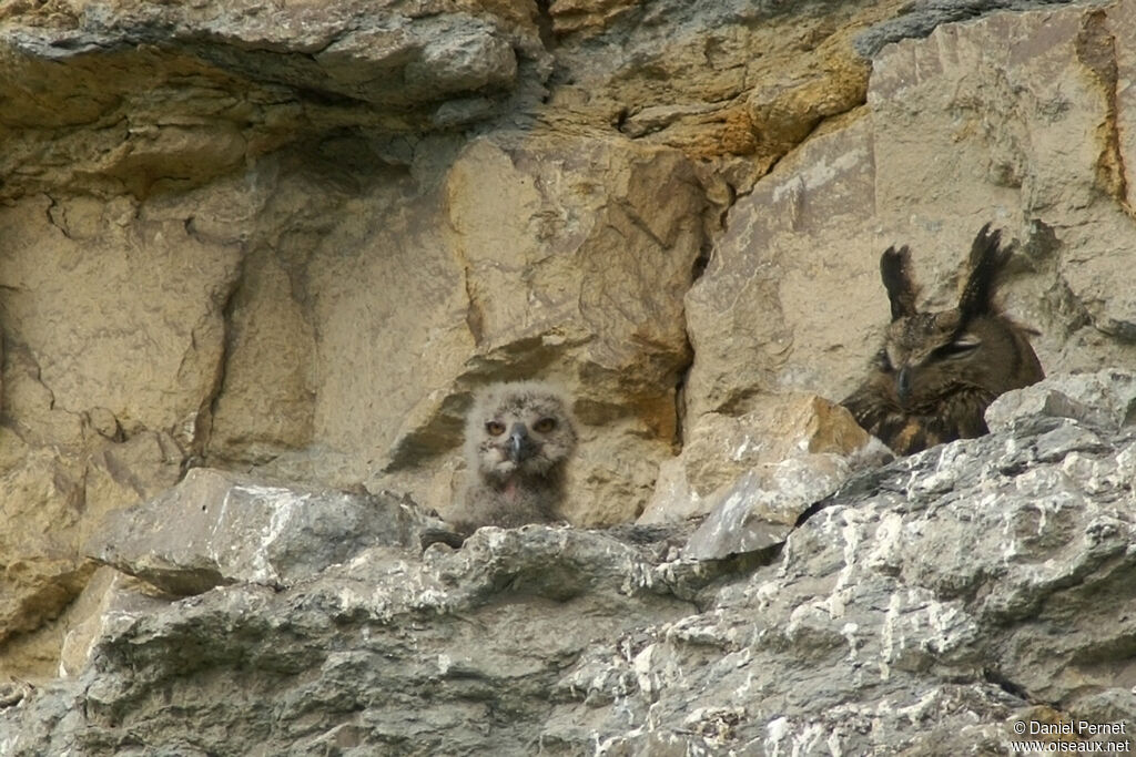 Eurasian Eagle-Owl, identification, Reproduction-nesting