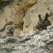 Eurasian Eagle-Owl