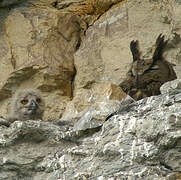 Eurasian Eagle-Owl