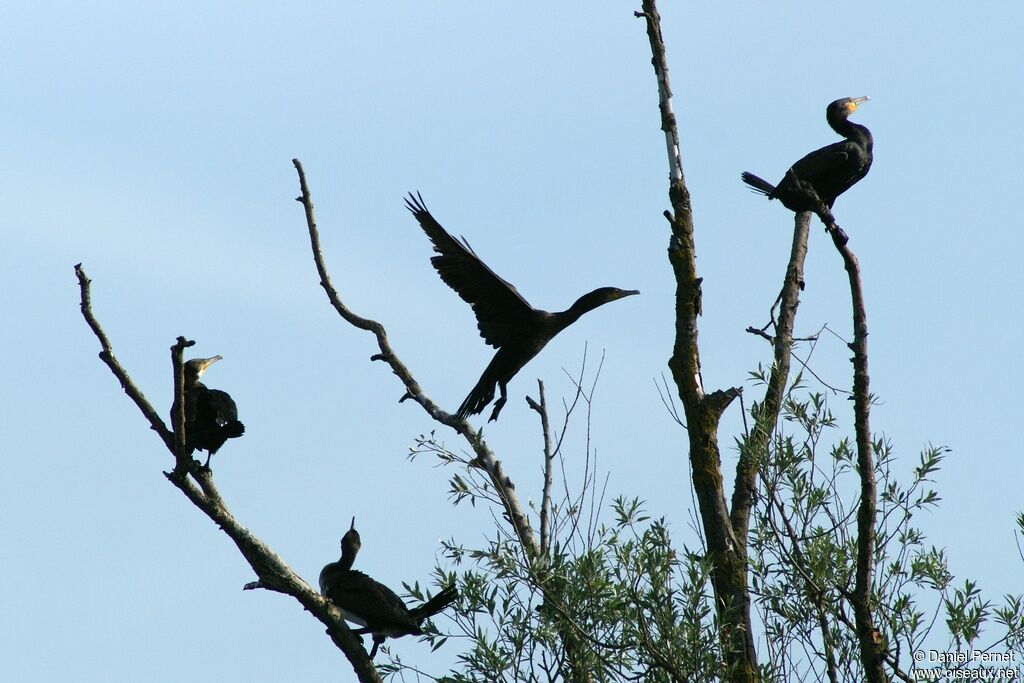 Grand Cormoranimmature, Comportement