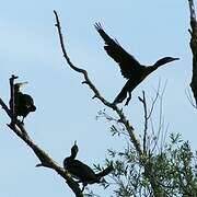 Great Cormorant