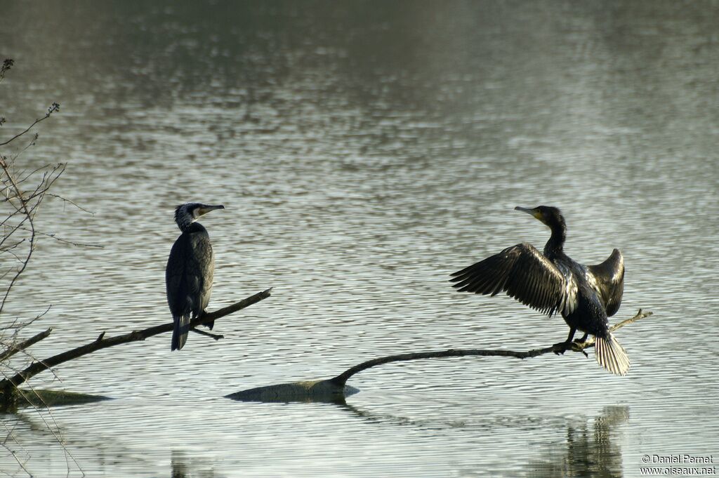 Grand Cormoranadulte, Comportement