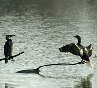 Great Cormorant