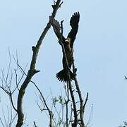 Great Cormorant