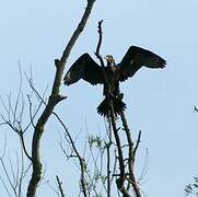 Great Cormorant