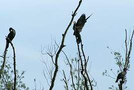 Great Cormorant