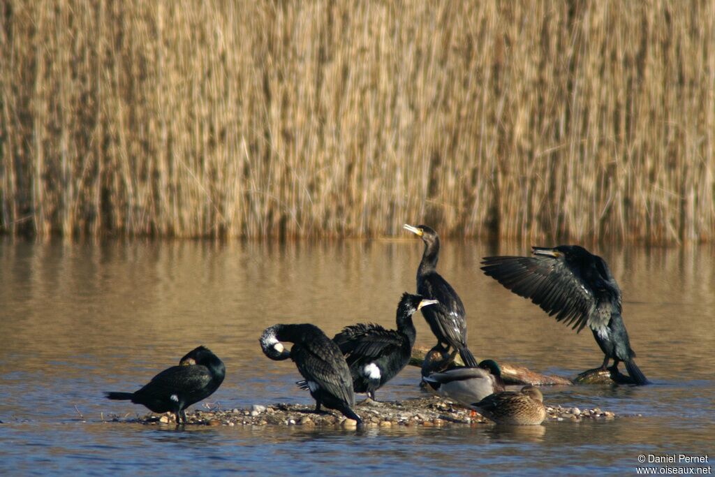 Great Cormorantadult, Behaviour