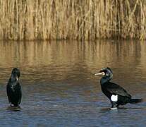 Great Cormorant