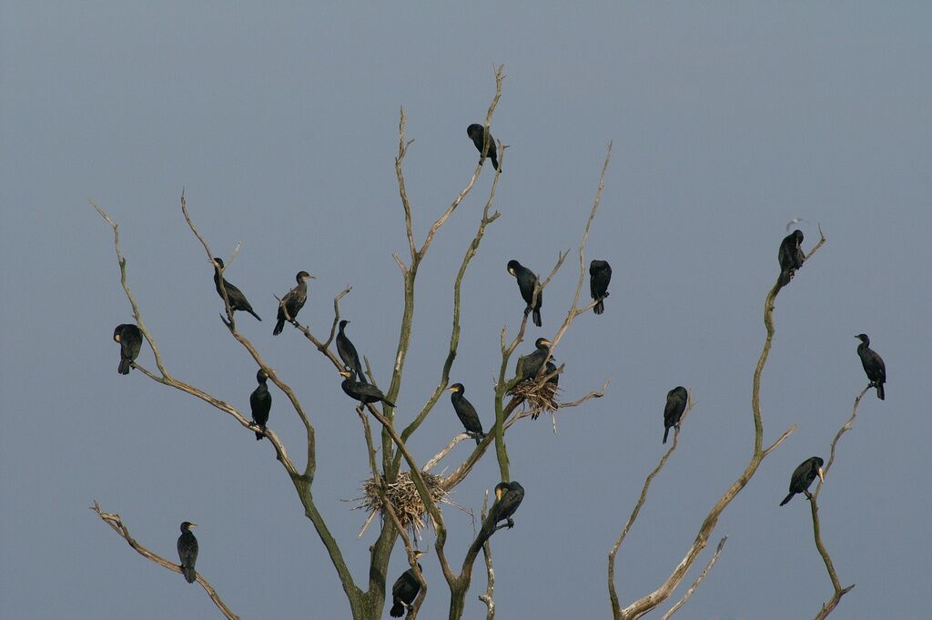 Great Cormorant