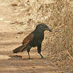 Grand Coucal