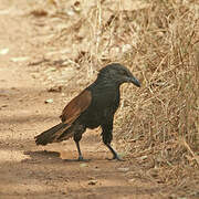 Greater Coucal