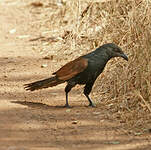 Grand Coucal