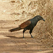 Greater Coucal