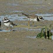 Common Ringed Plover