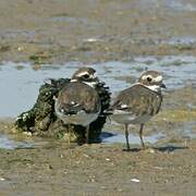 Common Ringed Plover