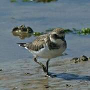 Common Ringed Plover