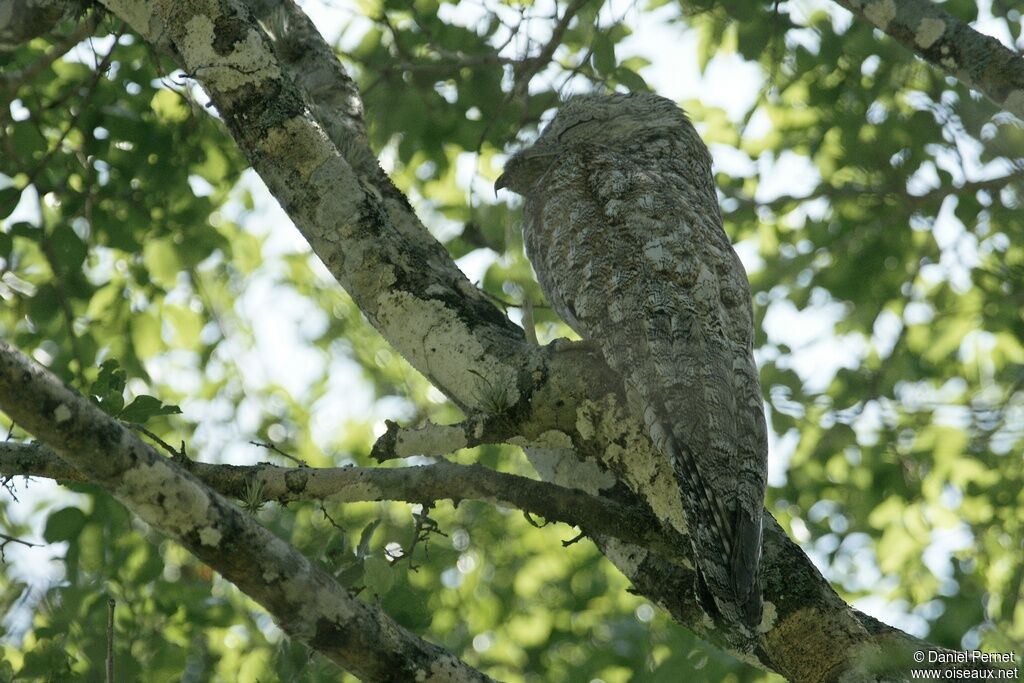 Great Potooadult, identification, Behaviour