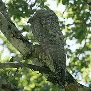 Great Potoo