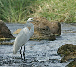 Grande Aigrette