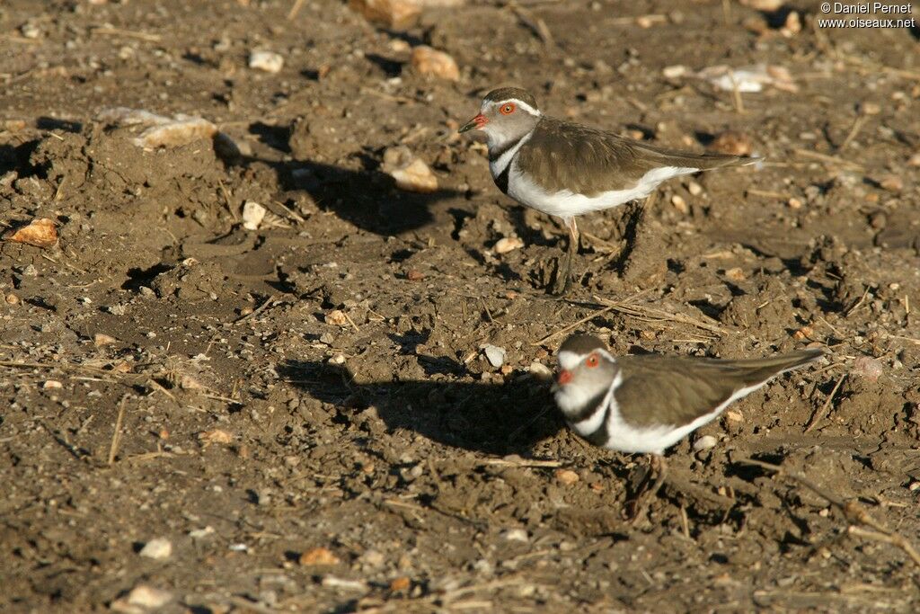 Three-banded Plover adult, identification