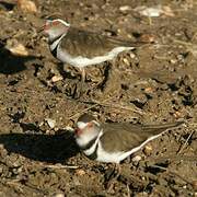 Three-banded Plover