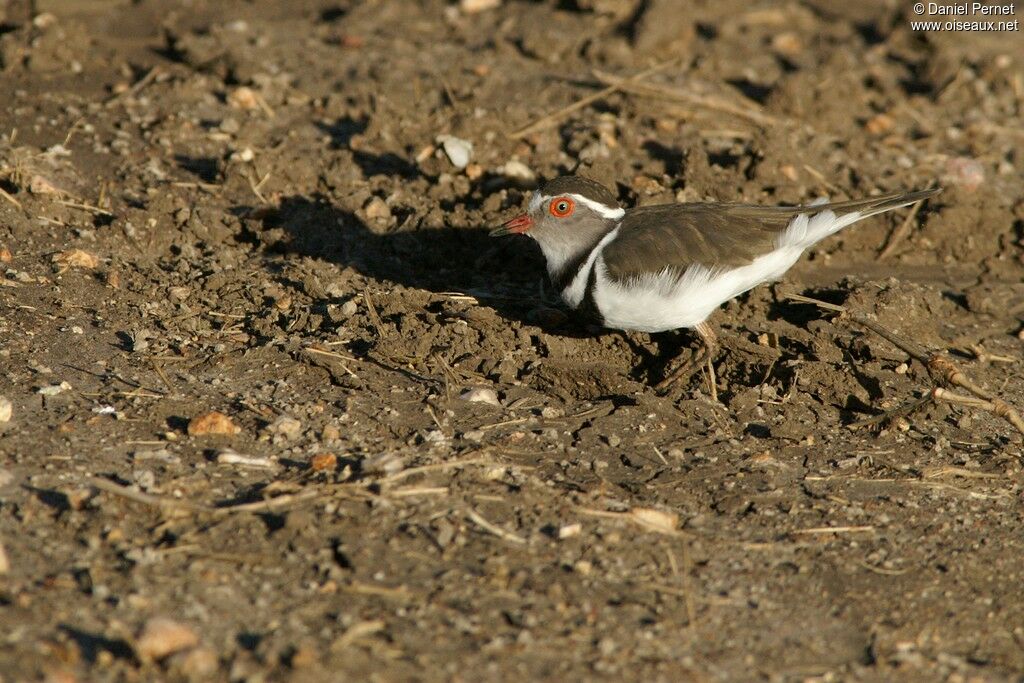 Three-banded Ploveradult, identification