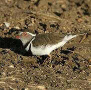 Three-banded Plover