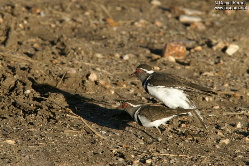 Three-banded Plover adult, Reproduction-nesting, Behaviour