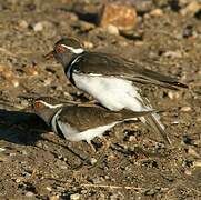 Three-banded Plover