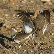 Three-banded Plover