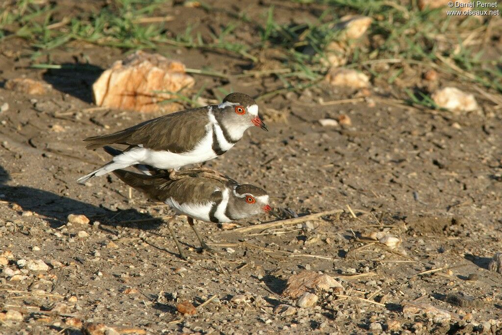 Three-banded Plover adult, Reproduction-nesting, Behaviour