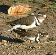 Three-banded Plover