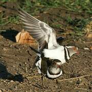 Three-banded Plover