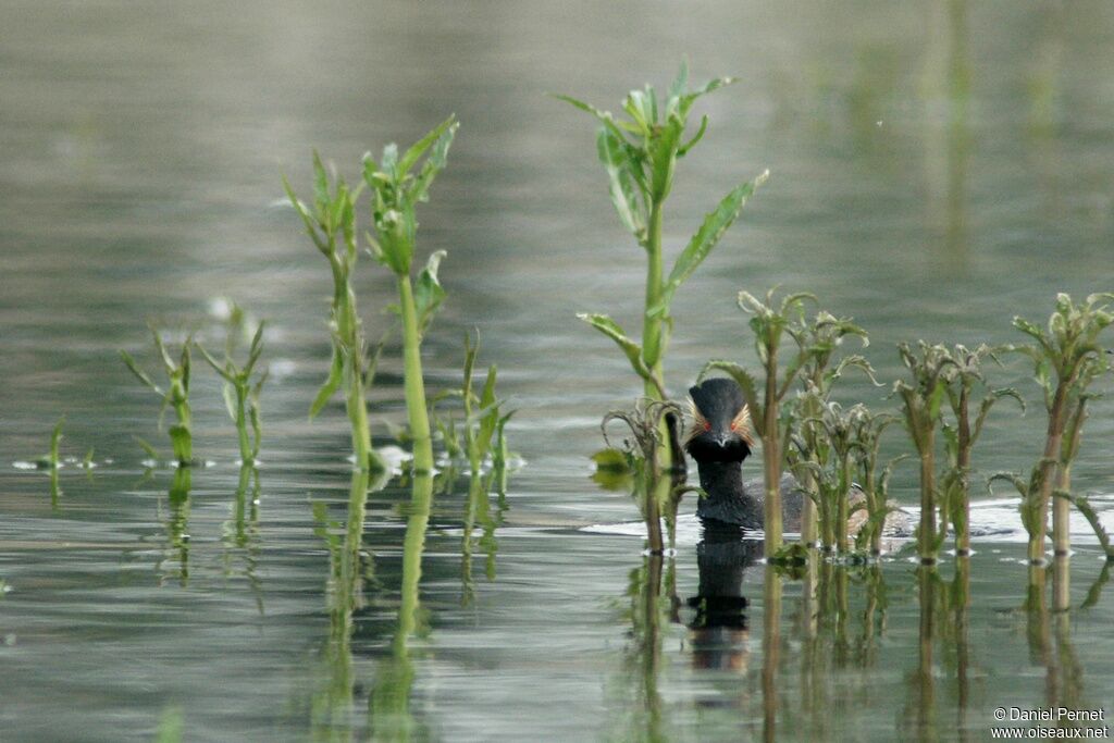 Black-necked Grebeadult