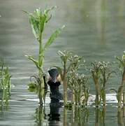 Black-necked Grebe