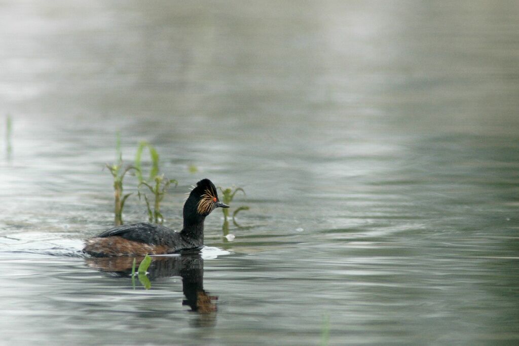 Grèbe à cou noiradulte, identification